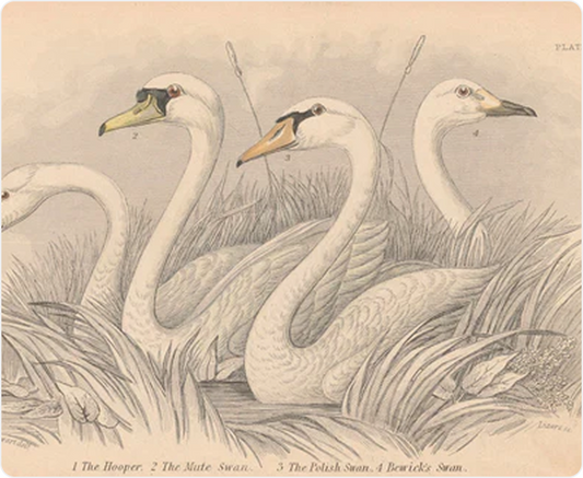 Dolor sit amet consectetur