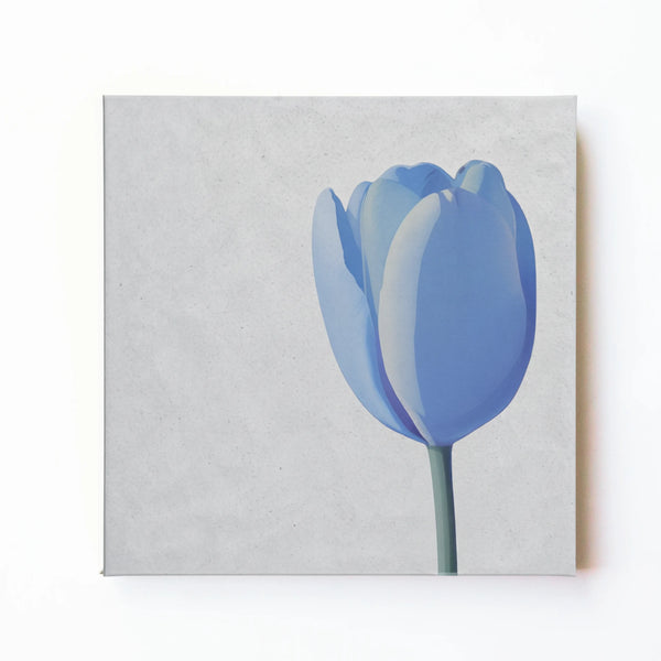 Blue tulip floral wall art print by RoomFruit, single blue tulip on white square printed canvas, Australian made