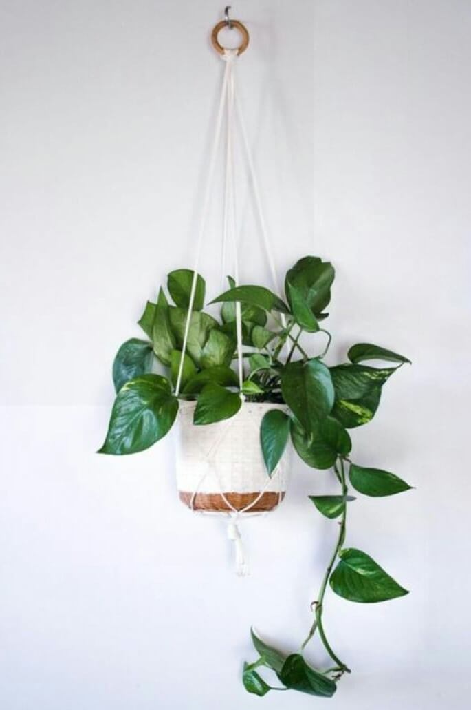 Best Hanging plants - How to do hanging baskets in your apartment home